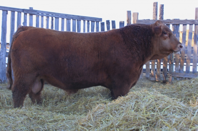 Purebred Gelbvieh Bull