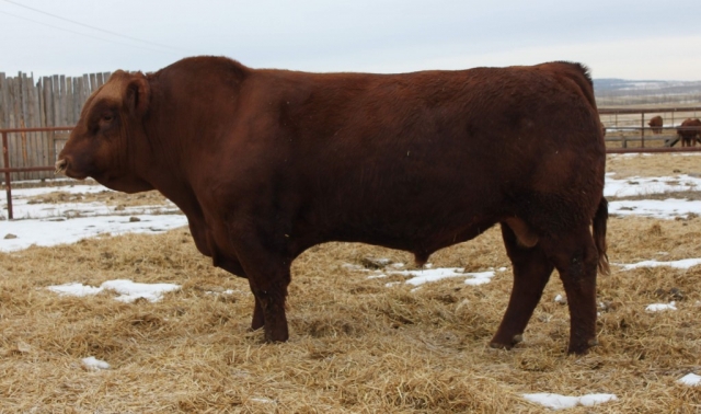 Purebred Gelbvieh Bull