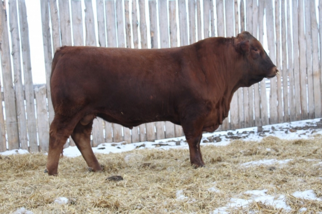 Purebred Gelbvieh Bull