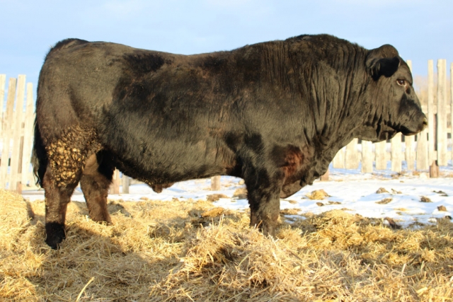 Purebred Black Gelbvieh Bull