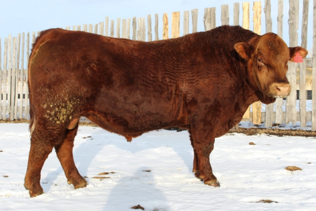 Purebred Gelbvieh Red Bull