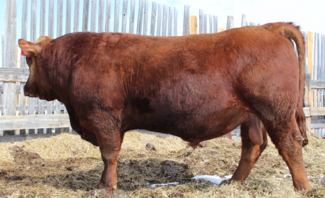 Purebred Red Gelbvieh Bull