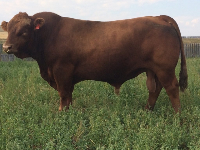 Purebred Gelbvieh Bull